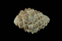 藏品(結螺)的圖片